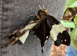 Hypna-clytemnestra-flattert