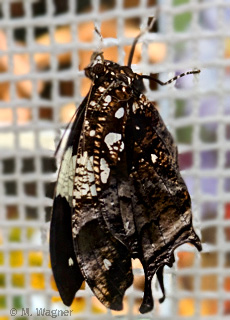 Hypna-clytemnestra lateral