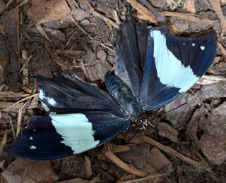 Hypna-clytemnestra dorsal