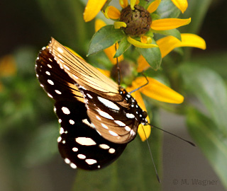 Hypolimnas-misippus-Unterseite