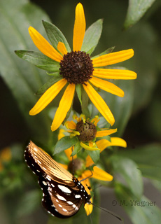 Hypolimnas-misippus-Weibchen-Unterseite