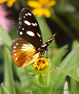 Hypolimnas-misippus-Weibchen