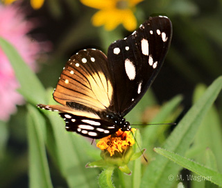 Hypolimnas-misippus-Weibchen