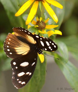 Hypolimnas-misippus-Weibchen