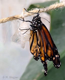 Hypolimnas-misippus schlüpft aus seiner Puppe