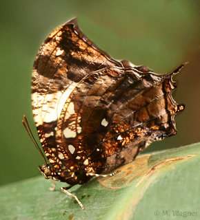 Jazzy Leafwing