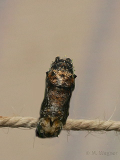 Kallima-inachus-Puppe