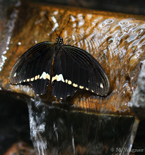 Papilio polytes Männchen am Brunnen