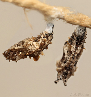 Leoparden-Netzflügler Puppen