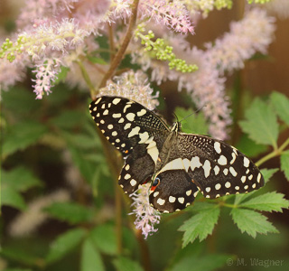 Lime-Butterfly-an-Japanischer-Astilbe