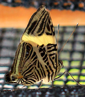 Mosaic-butterfly--Colobura-dirce