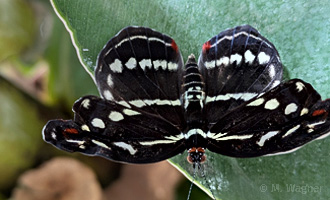 Orange-banded-Shoemaker-dorsal