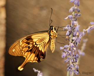 Papilio-Dardanus  Männchen