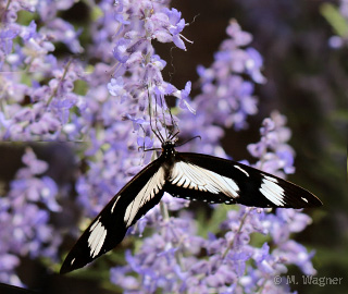 Papilio Dardanus Weibchen