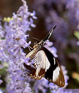 Papilio Dardanus Weibchen an Perovskia atriplicifolia