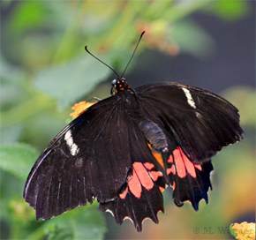 Papilio-anchisiades_Lantana-camara
