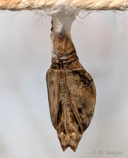 Papilio-demoleus Puppe