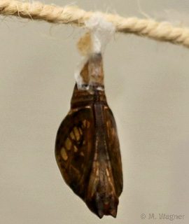 Papilio-demoleus-Chrysalis