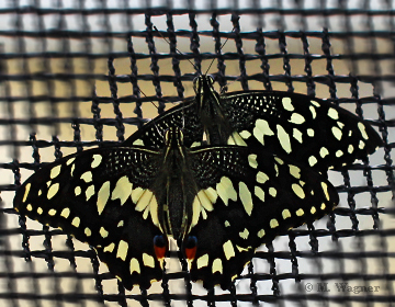 Papilio-demoleus_Flirt