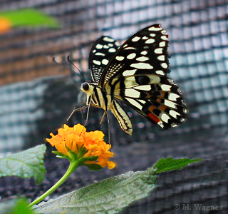 Papilio-demoleus_Lantana-camara