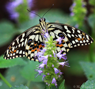 Papilio-demoleus_Unterseite