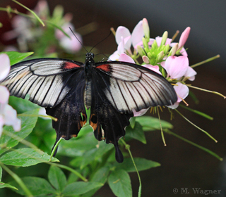 Papilio-lowi-Weibchen_Cleome-spinosa