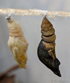 Papilio lowi Chrysalis