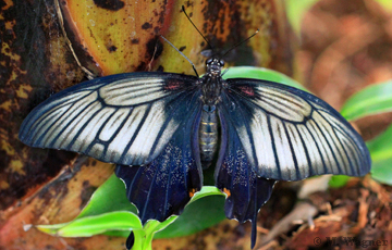 Papilio lowi Weibchen