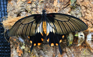 Papilio lowi gerade geschlüpft