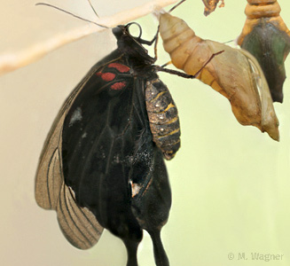 Great-Yellow-Mormon Männchen