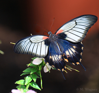 Papilio lowi saugt Nektar an Cleome spinosa