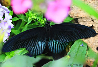 Papilio-lowi_Mann