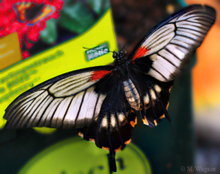 Papilio-lowi Pflanzenkölle