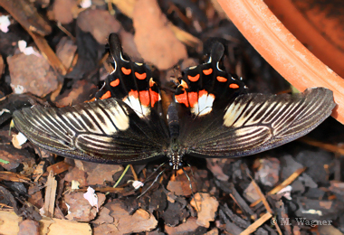 Papilio-memnon-frontal