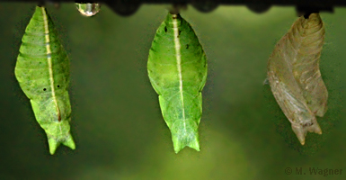 Papilio-palinurus Emerald-Swallowtail Puppe