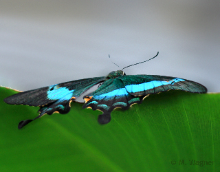 Papilio-palinurus