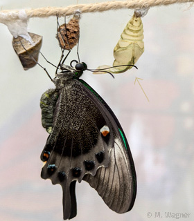 Neonschwalbenschwanz frisch geschlüpft