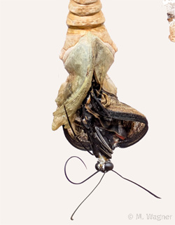 Papilio-palinurus-in-seiner-Puppe