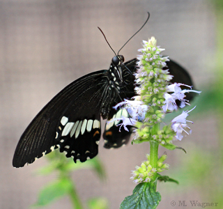Papilio-polytes an Agastache