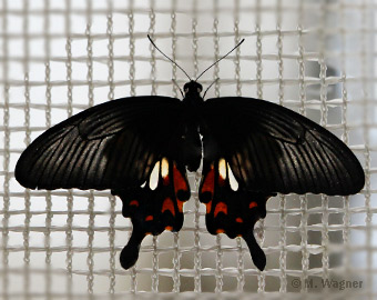 Papilio-polytes_Weibchen