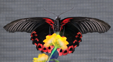 Papilio-rumanzovia_Lantana-camara
