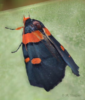 Peach-Moth---Egybollis-vaillantina