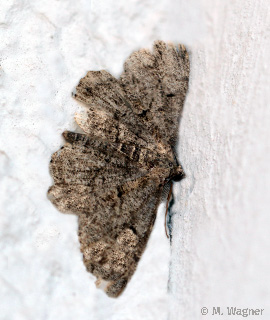 Rauten-Rindenspanner-am-Balkon