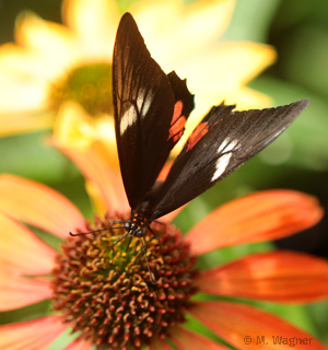 Red-spotted-Swallowtail