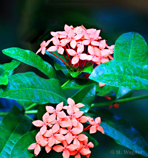 Rote Ixoria  West Indian Jasmine