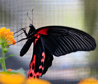Papilio-rumanzovia-Weibchen
