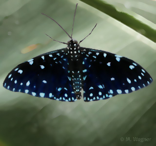 Starry-Night-Cracker