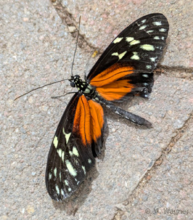 Tiger-Passionsblumenfalter-am-Boden