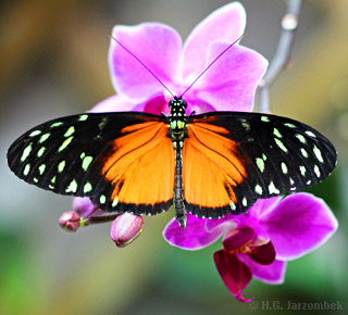 Tiger-Passionsblumenfalter_Orchidee