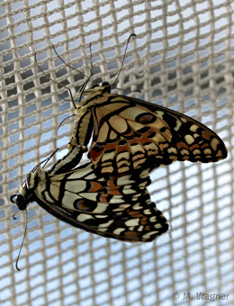 Zitrus-Schwalbenschwanz-Paarung